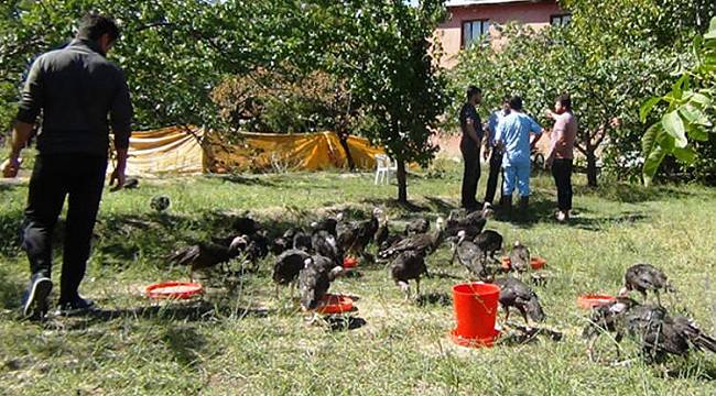 Tavuk, horoz, kaz ve ördeklerden sonra şimdi de hindiler...