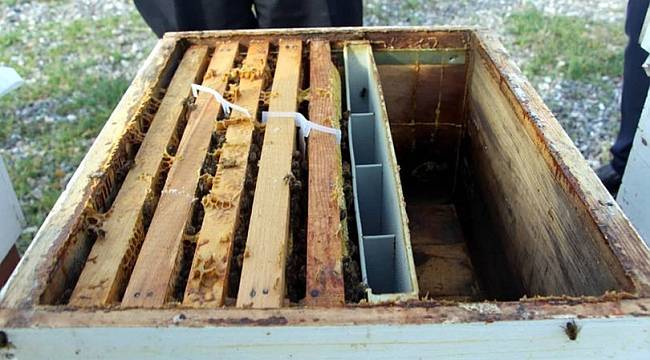 Tokat&#039;ta &#039;Japon&#039; eşek arıları, bal üreticilerinin kabusu oldu