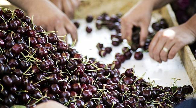 Yaş meyve sebze sektörü tanıtım atağına kalktı