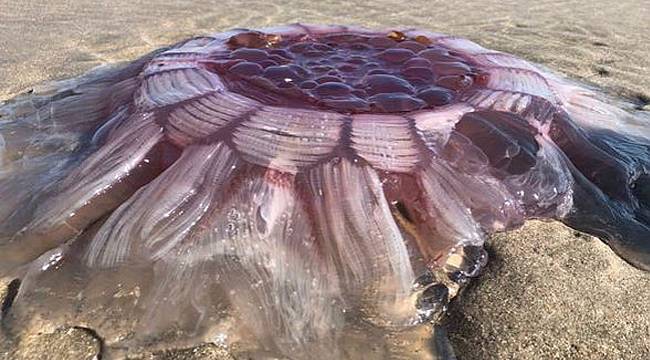 Yeni Zelanda'da kıyıya vurmuş dev denizanası bulundu