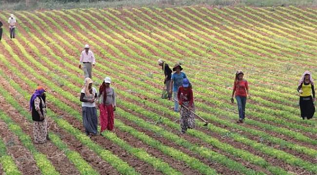 Ziraat Mühendisleri Odası: Tarım bir önceki yıla göre yüzde 1.5 küçüldü