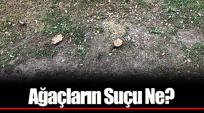 Ağaçların Suçu Ne?
