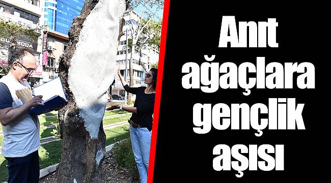 Anıt ağaçlara gençlik aşısı
