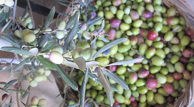 Ayvalık'ta zeytin hasadı coşkusu