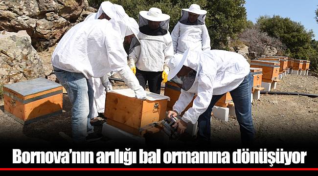 Bornova’nın arılığı bal ormanına dönüşüyor