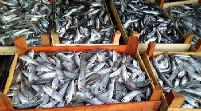 Bursa'da 13 ton balığa el konuldu