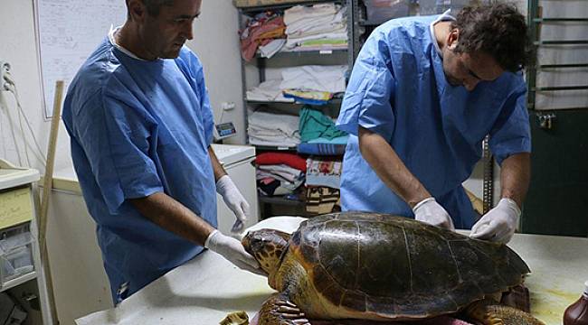 Caretta carettaların rehabilitasyon merkezi DEKAMER için kapanma tehlikesi