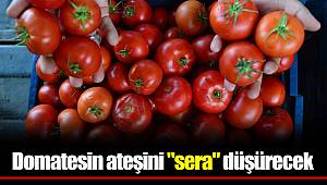 Domatesin ateşini "sera" düşürecek