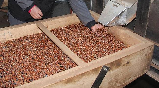 Fındık ihracatının yüzde 38'i Trabzon'dan