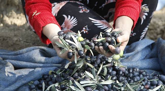 "Fıstık kenti" zeytincilikte de iddialı