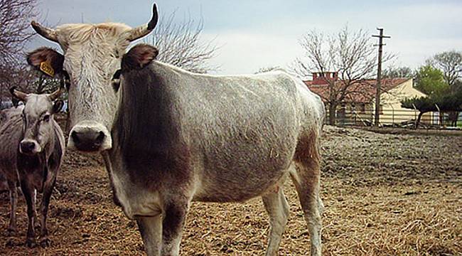 Isparta’da öküz dehşeti
