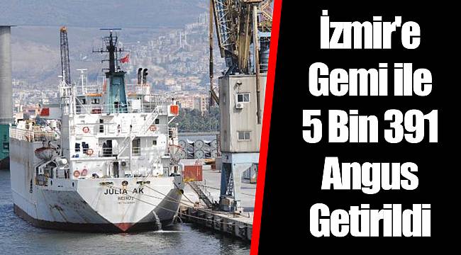 İzmir'e Gemi ile 5 Bin 391 Angus Getirildi