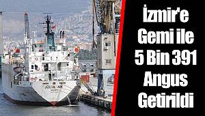 İzmir'e Gemi ile 5 Bin 391 Angus Getirildi