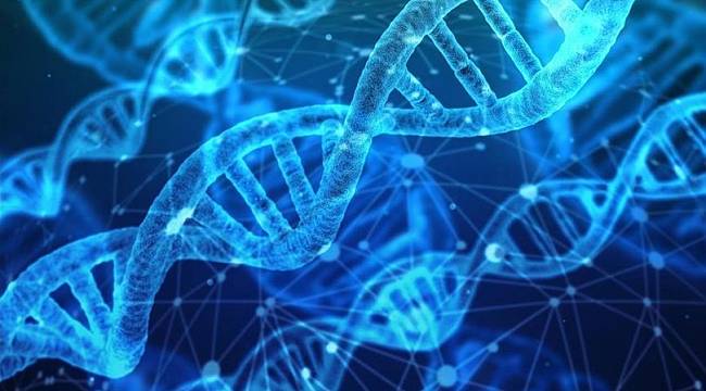 Japonya insan embriyosunda genetik değişikliğe izin verecek