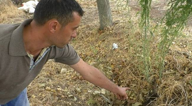 Katil arıların vahşi yaşam alanı görüntülendi