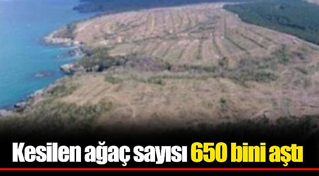 Kesilen ağaç sayısı 650 bini aştı