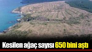 Kesilen ağaç sayısı 650 bini aştı