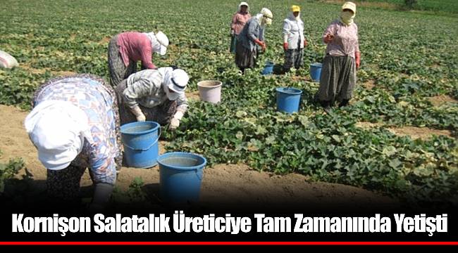 Kornişon Salatalık Üreticiye Tam Zamanında Yetişti