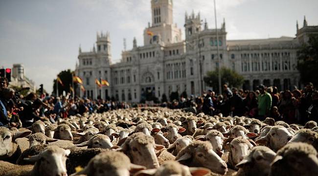 Madrid'de koyunlar şehir meydanında!