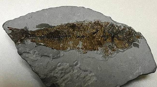 Muğla'da 16 milyon yıllık balık fosili bulundu