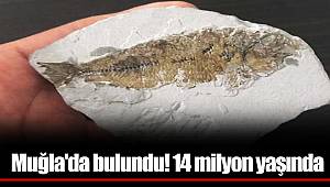 Muğla'da bulundu! 14 milyon yaşında