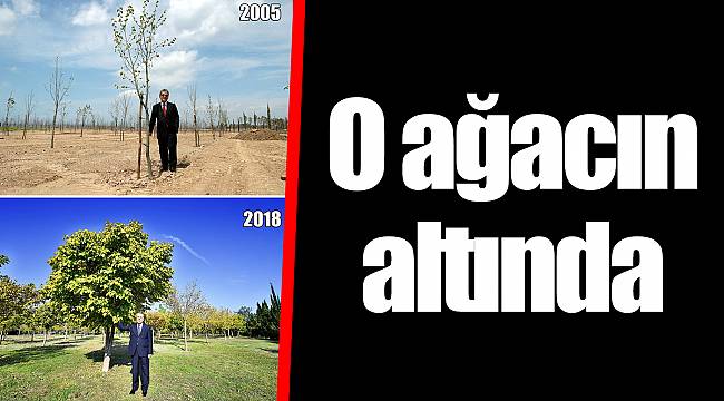 O ağacın altında