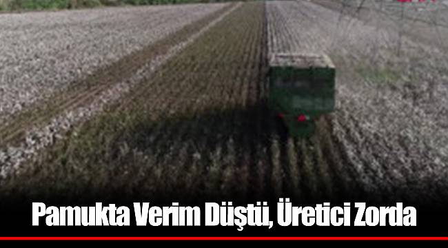 Pamukta Verim Düştü, Üretici Zorda