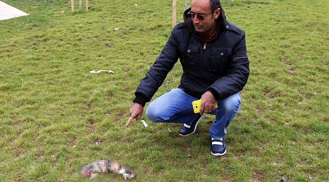 Şanlıurfa'da kediye işkence!