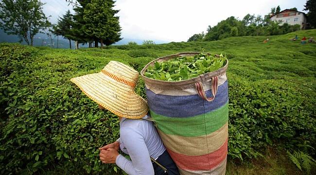 Türk çay ihracatının yarısı Rize'den