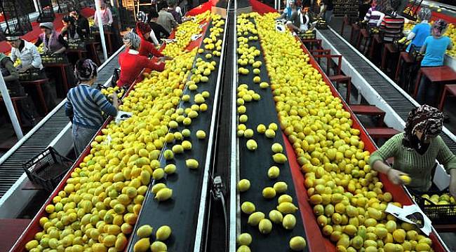 Yaş meyve sebze ihracatı 1,5 milyar dolara ulaştı