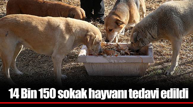 14 Bin 150 sokak hayvanı tedavi edildi