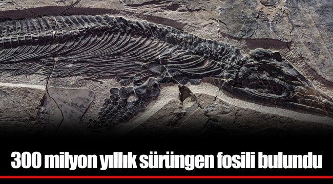 300 milyon yıllık sürüngen fosili bulundu