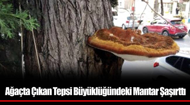 Ağaçta Çıkan Tepsi Büyüklüğündeki Mantar Şaşırttı