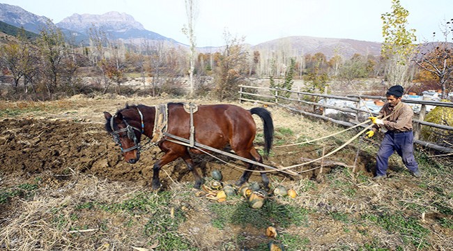 Ailesinin ekmeğini kara saban ile çıkarıyor