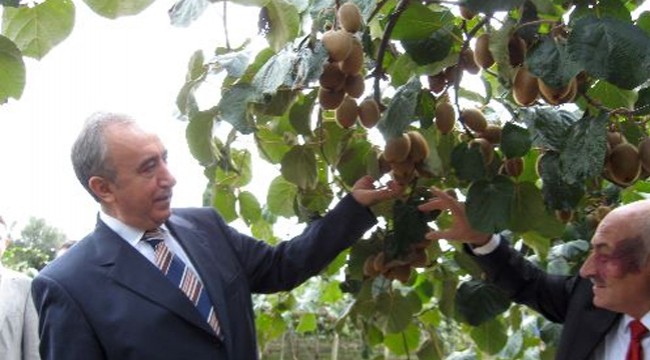 Bartın'da bahçeye çevirilen bataklıkta 450 ton kivi üretildi