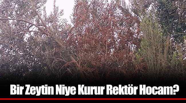 Bir Zeytin Niye Kurur Rektör Hocam?