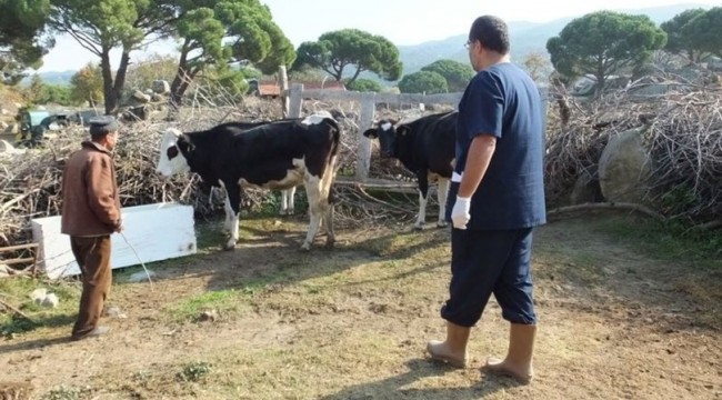 Burhaniye'de kuduz alarmı verildi, birçok hayvan aşılanıyor