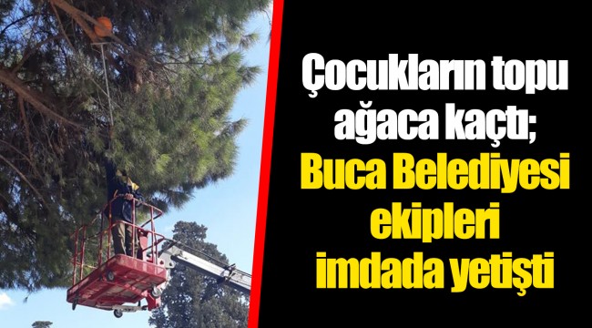 Çocukların topu ağaca kaçtı; Buca Belediyesi ekipleri imdada yetişti