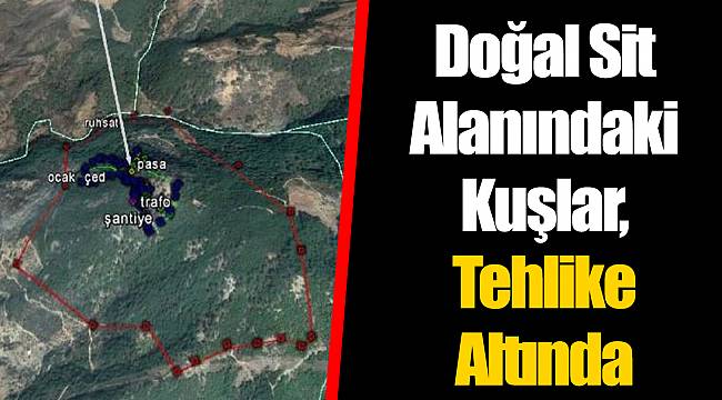 Doğal Sit Alanındaki Kuşlar, Tehlike Altında