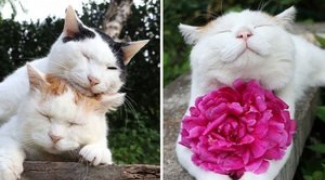 Dünyanın en tembel kedisi Shironeko