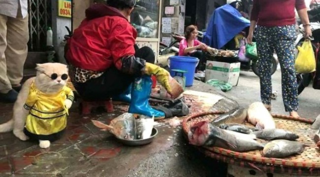 FENOMEN KEDİ CHO, MESLEK BEĞENMİYOR!