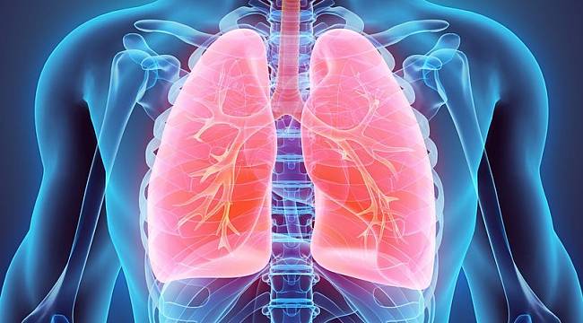 Fransa'da sigara içen donörden alınan organ, hastayı kanserden öldürdü