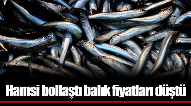 Hamsi bollaştı balık fiyatları düştü