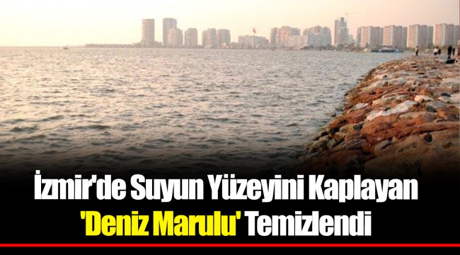 İzmir'de Suyun Yüzeyini Kaplayan 'Deniz Marulu' Temizlendi