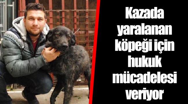 Kazada yaralanan köpeği için hukuk mücadelesi veriyor