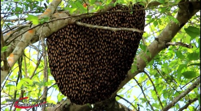 Korkusuz çocuklar iş başında! Arı kovanından balı böyle aldılar