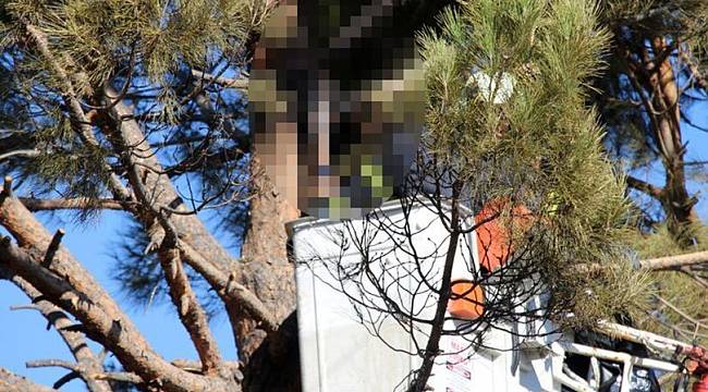 Kozalak toplayan adam elektrik akımına kapılarak öldü