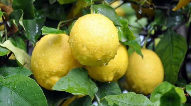 Limon dilimleriyle uyumanın faydaları nelerdir?