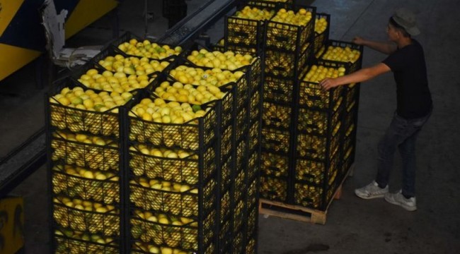 Limonda üretim arttı, fiyatlar düştü