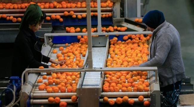 Mandalina ihracatında hedef 400 milyon dolar